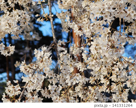 夕日に照らされた桜 夕日に照らされた桜 141331264