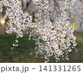 桜の花びら 141331265