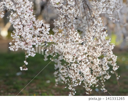 桜の花びら 桜の花びら 141331265