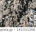 満開になった桜の花 141331266