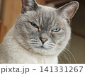 目つきの悪い猫 141331267