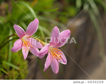 サフランモドキの花の生態写真 サフランモドキの花の生態写真 141331319