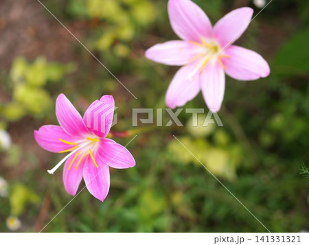 サフランモドキの花の生態写真 サフランモドキの花の生態写真 141331321