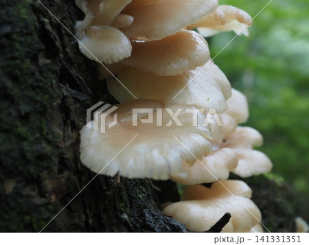枯木に生えている、薄褐色のキノコ(20260704065144) 枯木に生えている、薄褐色のキノコ(20260704065144) 141331351