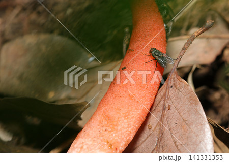 キツネノロウソク茸の悪臭に呼び寄せられたセアカクロバエ(日本昆虫・茸生態マクロ撮影) キツネノロウソク茸の悪臭に呼び寄せられたセアカクロバエ(日本昆虫・茸生態マクロ撮影) 141331353