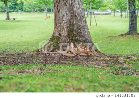 木の根元で寛ぐ子鹿 奈良公園春日野園地 木の根元で寛ぐ子鹿 奈良公園春日野園地 141331505