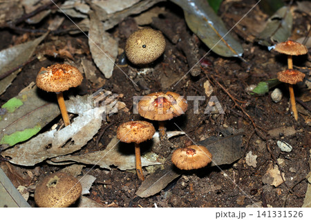ニセショウゴと小鱗片に覆われた茶色いクリイロカラカサタケ茸が生える林床風景 141331526