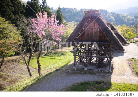 春の里山と咲き誇る桜、伝統的な茅葺き屋根の古民家がある風景 春の里山と咲き誇る桜、伝統的な茅葺き屋根の古民家がある風景 141331597