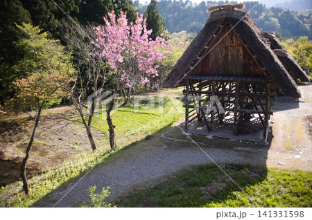 春の里山と咲き誇る桜、伝統的な茅葺き屋根の古民家がある風景 春の里山と咲き誇る桜、伝統的な茅葺き屋根の古民家がある風景 141331598