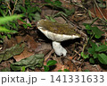 暗い森の林床に美しくないウグイスハツ茸(日本自然菌・キノコ生態マクロ撮影) 暗い森の林床に美しくないウグイスハツ茸(日本自然菌・キノコ生態マクロ撮影) 141331633