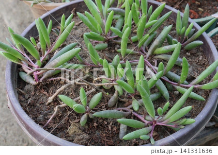 Crassothonna capensis, little pickles, ruby necklace, Cape aster, Cape Othonna, Bobbejaankool plant Crassothonna capensis, little pickles, ruby necklace, Cape aster, Cape Othonna, Bobbejaankool plant 141331636
