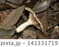 横から観察した薄茶色いベニタケ属茸のヒダと柄(日本フィールド菌・キノコ生態マクロ撮影) 横から観察した薄茶色いベニタケ属茸のヒダと柄(日本フィールド菌・キノコ生態マクロ撮影) 141331719