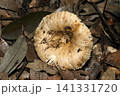 上面から見る薄茶色いベニタケ属茸のヒダと柄(日本フィールド菌・キノコ生態マクロ撮影) 上面から見る薄茶色いベニタケ属茸のヒダと柄(日本フィールド菌・キノコ生態マクロ撮影) 141331720