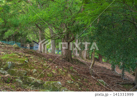 若草山の樹林風景 奈良公園 若草山の樹林風景 奈良公園 141331999