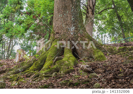 若草山の樹林風景 奈良公園 若草山の樹林風景 奈良公園 141332006