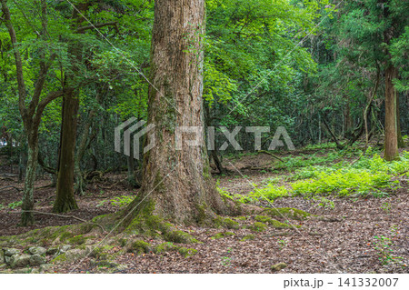 若草山の樹林風景 奈良公園 若草山の樹林風景 奈良公園 141332007