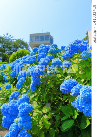 館鼻公園のグレットタワーと満開のアジサイ|晴天の青空に映える紫陽花 青森県八戸市 館鼻公園のグレットタワーと満開のアジサイ|晴天の青空に映える紫陽花 青森県八戸市 141332419