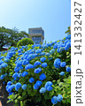 館鼻公園のグレットタワーと満開のアジサイ｜晴天の青空に映える紫陽花 青森県八戸市 141332427