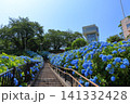 館鼻公園のグレットタワーと満開のアジサイ｜晴天の青空に映える紫陽花 青森県八戸市 141332428