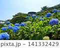 館鼻公園のグレットタワーと満開のアジサイ｜晴天の青空に映える紫陽花 青森県八戸市 141332429