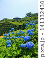 館鼻公園のグレットタワーと満開のアジサイ｜晴天の青空に映える紫陽花 青森県八戸市 141332430