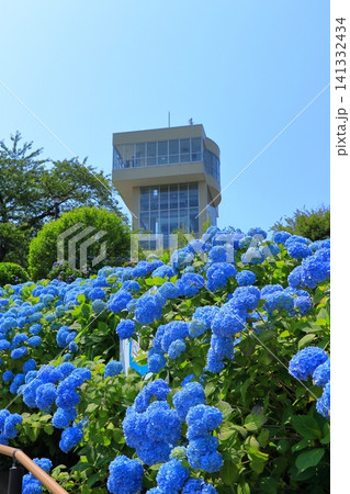 館鼻公園のグレットタワーと満開のアジサイ｜晴天の青空に映える紫陽花 青森県八戸市 141332434
