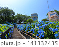 館鼻公園のグレットタワーと満開のアジサイ｜晴天の青空に映える紫陽花 青森県八戸市 141332435
