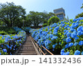 館鼻公園のグレットタワーと満開のアジサイ｜晴天の青空に映える紫陽花 青森県八戸市 141332436