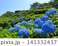 館鼻公園のグレットタワーと満開のアジサイ｜晴天の青空に映える紫陽花 青森県八戸市 141332437