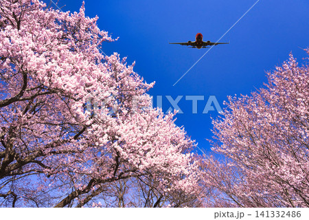 日本のイメージ・満開の桜の絶景 141332486