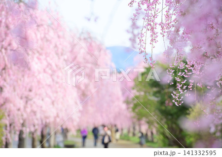 美しい枝垂れ桜並木 日中線しだれ桜散歩道 福島県 美しい枝垂れ桜並木 日中線しだれ桜散歩道 福島県 141332595