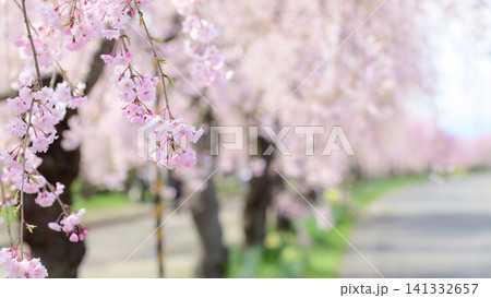 日中線枝垂れ桜散歩道 爽やかな朝 福島県 日中線枝垂れ桜散歩道 爽やかな朝 福島県 141332657