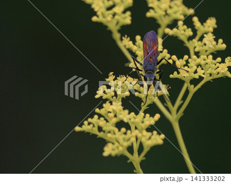 オミナエシ訪花昆虫 アナバチ科クロアナバチ♀ オミナエシ訪花昆虫 アナバチ科クロアナバチ♀ 141333202
