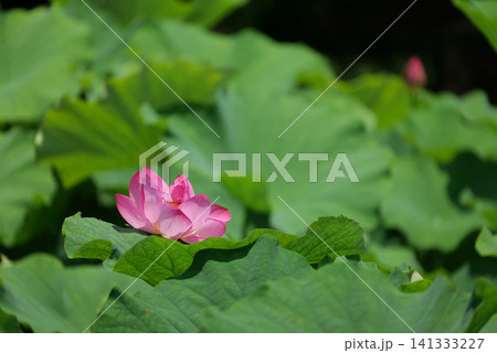 蓮の花1180411 蓮の花1180411 141333227