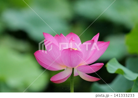 蓮の花1180465 蓮の花1180465 141333233