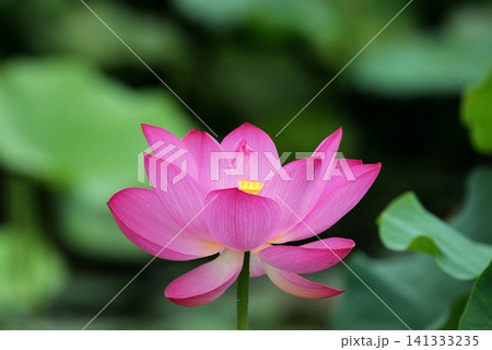 蓮の花1180500 蓮の花1180500 141333235