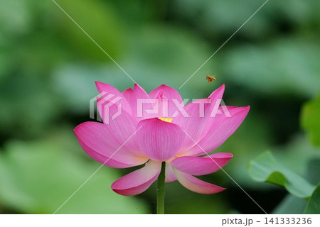 蓮の花11805514 蓮の花11805514 141333236