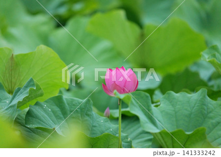 蓮の花1180556 蓮の花1180556 141333242