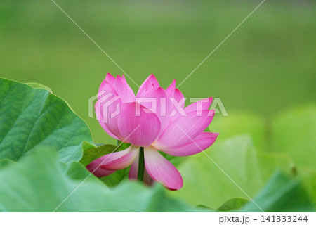 蓮の花1180559 蓮の花1180559 141333244