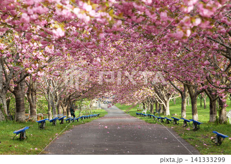 羅生門さくら公園(桜のトンネル)51884 羅生門さくら公園(桜のトンネル)51884 141333299