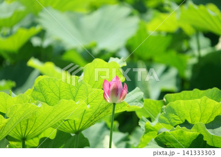蓮の花1180429 蓮の花1180429 141333303