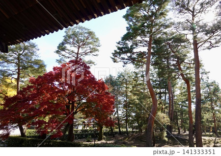 相国寺 法堂から鮮やかに色づいた紅葉を見た風景 京都市上京区 相国寺 法堂から鮮やかに色づいた紅葉を見た風景 京都市上京区 141333351