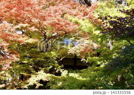 相国寺 方丈から色づいた紅葉を見た風景 京都市上京区 相国寺 方丈から色づいた紅葉を見た風景 京都市上京区 141333356