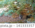 相国寺　方丈から色づいた紅葉を見た風景　京都市上京区 141333357
