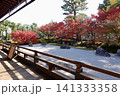 相国寺　開山堂から鮮やに赤く色づいた紅葉を見た風景　京都市上京区 141333358