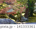 相国寺　開山堂から鮮やに赤く色づいた紅葉を見た風景　京都市上京区 141333361