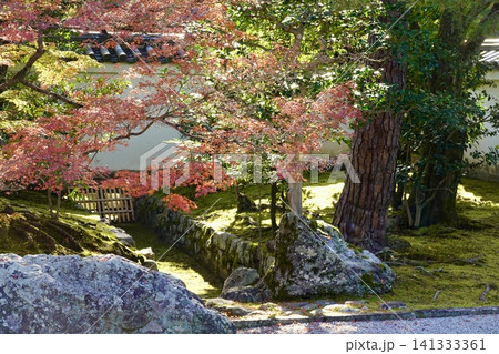 相国寺 開山堂から鮮やに赤く色づいた紅葉を見た風景 京都市上京区 相国寺 開山堂から鮮やに赤く色づいた紅葉を見た風景 京都市上京区 141333361