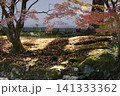 相国寺　開山堂から鮮やに赤く色づいた紅葉を見た風景　京都市上京区 141333362