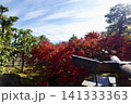 相国寺　開山堂から鮮やに赤く色づいた紅葉を見た風景　京都市上京区 141333363
