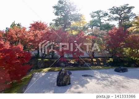 相国寺　開山堂から鮮やに赤く色づいた紅葉を見た風景　京都市上京区 141333366